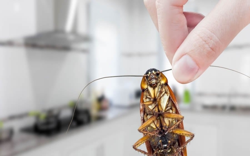 Things to Do When You are Working on the Pest Control